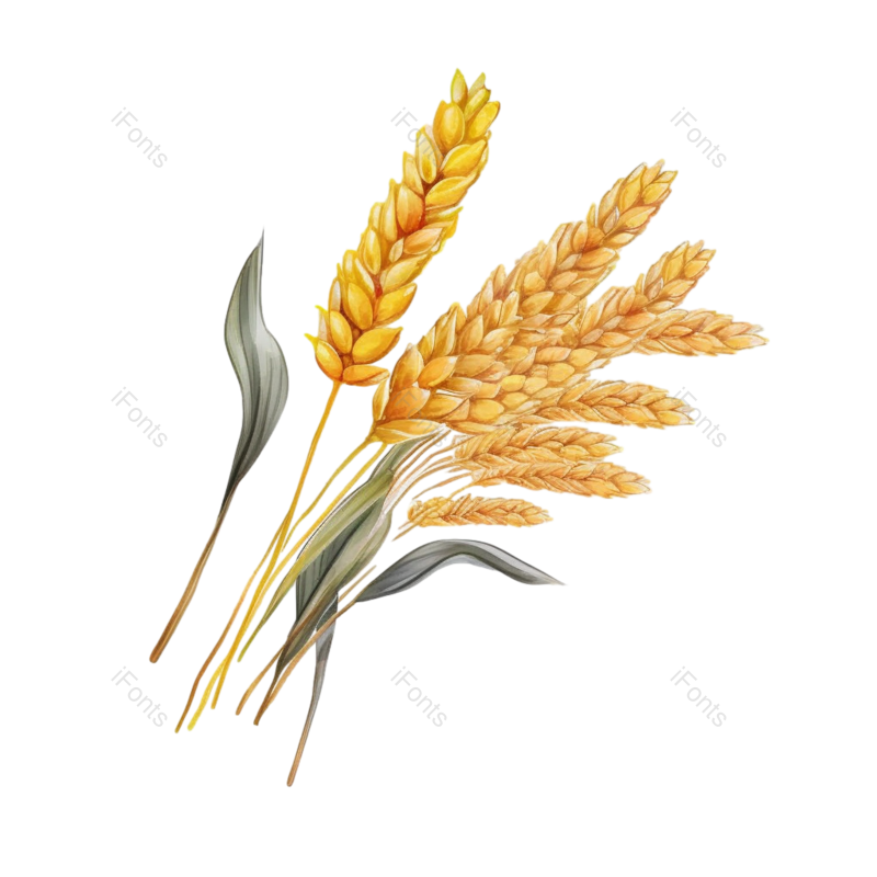 芒种图片,麦子元素,丰收PNG,麦田免抠素材
